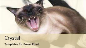  Presentation with cat - Colorful PPT theme enhanced with siamese cat on the bed backdrop and a lemonade colored foreground