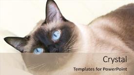  Presentation with cat - PPT layouts having siamese cat on the bed background and a coral colored foreground