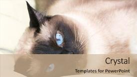  Presentation with bed - Audience pleasing slide deck consisting of siamese cat on the bed backdrop and a coral colored foreground