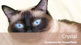 Presentation with goodbye cat - Cool new PPT layouts with siamese cat on the bed backdrop and a coral colored foreground