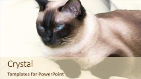  Presentation with goodbye cat - Slide deck enhanced with siamese cat on the bed background and a lemonade colored foreground