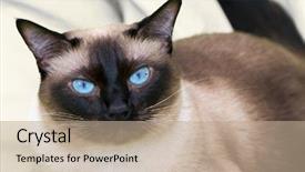  Presentation with cat - Amazing PPT theme having siamese cat on the bed backdrop and a coral colored foreground