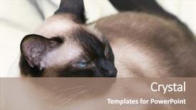  Presentation with cat - Slide set consisting of siamese cat on the bed background and a coral colored foreground