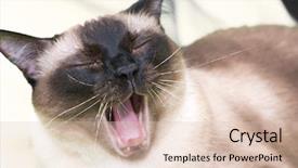  Presentation with dog cat stethescope - Beautiful slide deck featuring siamese cat on the bed backdrop and a lemonade colored foreground