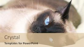  Presentation with goodbye cat - Slides enhanced with siamese-cat-on-the-bed background and a lemonade colored foreground