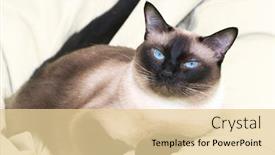  Presentation with cat - Amazing theme having siamese-cat-on-the-bed backdrop and a blonde colored foreground