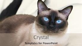  Presentation with dog cat stethescope - PPT layouts consisting of siamese-cat-on-the-bed background and a coral colored foreground