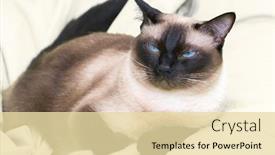  Presentation with cat - Beautiful slides featuring siamese-cat-on-the-bed backdrop and a blonde colored foreground