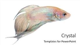  Presentation with betta fish - Amazing PPT theme having siamese fighting fish - betta splendens backdrop and a white colored foreground