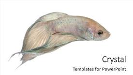  Presentation with betta fish - Colorful theme enhanced with frailty - siamese fighting fish - betta backdrop and a white colored foreground