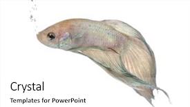  Presentation with betta fish - PPT theme having frailty - siamese fighting fish - betta background and a white colored foreground