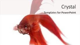  Presentation with betta fish - Colorful PPT theme enhanced with siamese fighting fish betta splendens backdrop and a sky blue colored foreground