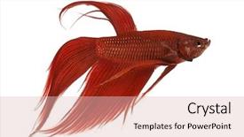  Presentation with betta fish - Theme having hot delicious paratha with ghee background and a red colored foreground