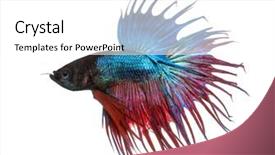  Presentation with betta fish - Audience pleasing slides consisting of spring flowers in pots narcissus crocus and hyacinths backdrop and a light gray colored foreground