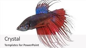  Presentation with betta fish - Theme with siamese fighting fish betta splendens background and a lemonade colored foreground