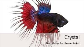  Presentation with betta fish - Colorful PPT theme enhanced with betta splendens isolated on white backdrop and a lemonade colored foreground