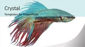  Presentation with betta fish - Audience pleasing presentation theme consisting of betta splendens isolated on white backdrop and a seafoam green colored foreground