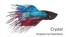  Presentation with betta fish - Presentation theme with side view of a siamese fighting fish betta splendens isolated on white background and a white colored foreground