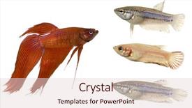  Presentation with fish - Amazing PPT theme having frailty - siamese fighting fish in front backdrop and a lemonade colored foreground