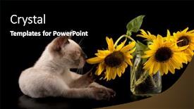  Presentation with paw - Cool new presentation with siamese kitten pulling a sunflower with his paw on black background backdrop and a black colored foreground