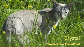  Presentation with tourism the lowest point on the earth - Amazing presentation theme having siamese tabby point cat in nature backdrop and a tawny brown colored foreground