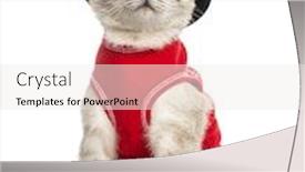  Presentation with top hat - Audience pleasing slide set consisting of siamese with red top and top hat sitting 5 months old isolated on white backdrop and a sky blue colored foreground