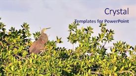  Presentation with tiger - Slide set with close up of hand using steel trowel to finish wet concrete floor of polished concrete surface background and a gray colored foreground