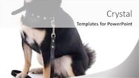  Presentation with lead - PPT theme consisting of siba inu with lead isolated on white background background and a white colored foreground