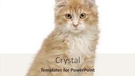  Presentation with siberian cat - Cool new presentation theme with siberian cat 12 weeks in front of a white background backdrop and a soft green colored foreground