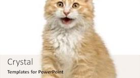  Presentation with siberian cat - Presentation theme having siberian cat 12 weeks in front of a white background background and a coral colored foreground