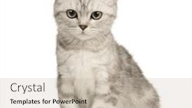  Presentation with siberian cat - PPT layouts enhanced with siberian cat 12 weeks in front of a white background background and a soft green colored foreground