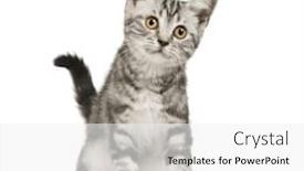  Presentation with siberian cat - Beautiful PPT layouts featuring siberian cat 12 weeks in front of a white background backdrop and a white colored foreground
