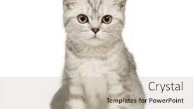  Presentation with siberian cat - Presentation having siberian cat 12 weeks in front of a white background background and a soft green colored foreground