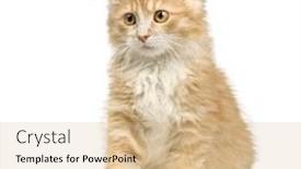  Presentation with siberian cat - Audience pleasing presentation theme consisting of siberian cat 12 weeks in front of a white background backdrop and a lemonade colored foreground