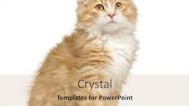  Presentation with siberian cat - PPT theme featuring siberian cat 12 weeks in front of a white background background and a coral colored foreground