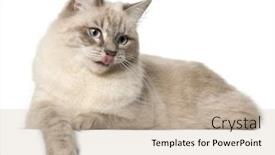  Presentation with siberian cat - PPT theme having siberian cat in front of white background background and a soft green colored foreground