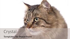  Presentation with siberian cat - Colorful presentation theme enhanced with siberian cat backdrop and a light gray colored foreground
