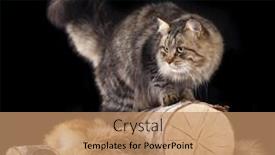  Presentation with siberian cat - Colorful PPT theme enhanced with siberian cat backdrop and a coral colored foreground