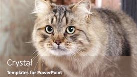  Presentation with siberian cat - Audience pleasing presentation design consisting of siberian cat backdrop and a coral colored foreground