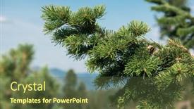  Presentation with cedar - Theme enhanced with siberian-cedar-closeup-in-altai background and a tawny brown colored foreground