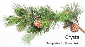  Presentation with pine cone - Slides featuring siberian cedar siberian pine branch background and a white colored foreground