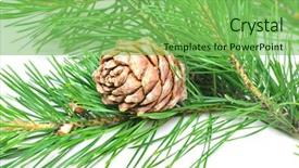  Presentation with pine cone - PPT theme having siberian cedar siberian pine branch with ripe cone isolated on white background and a seafoam green colored foreground