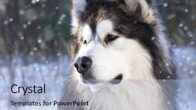  Presentation with snow - Colorful slides enhanced with siberian husky - alaskan malamute in the snow backdrop and a light blue colored foreground