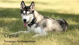  Presentation with dog park animal jack - Amazing slides having siberian husky - beautiful huskies dog in park backdrop and a yellow colored foreground