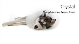  Presentation with husky - Beautiful theme featuring siberian husky - sick puppy wearing an e-collar backdrop and a white colored foreground