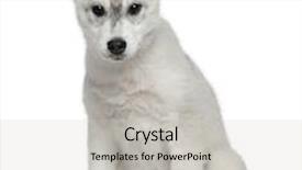  Presentation with husky - Colorful PPT layouts enhanced with siberian husky 12 weeks old sitting in front of white background backdrop and a soft green colored foreground