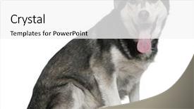  Presentation with husky - Audience pleasing slides consisting of siberian husky 3 years old backdrop and a white colored foreground