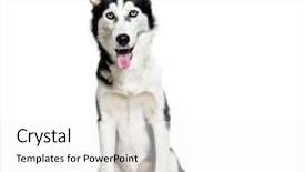  Presentation with husky - Presentation design with siberian husky 6 months old background and a white colored foreground