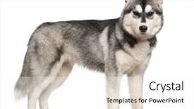  Presentation with husky - Amazing presentation theme having siberian husky 6 months old backdrop and a white colored foreground