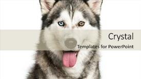 Presentation with husky - PPT theme with siberian husky 9 months old background and a soft green colored foreground